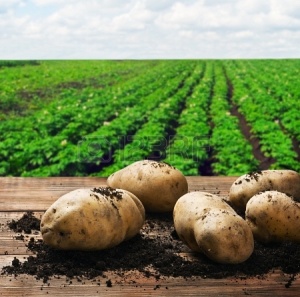 20608300-harvesting-potatoes-on-the-ground-on-a-background-of-field